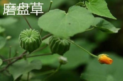 ​磨盘草和苘麻的区别