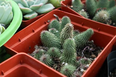 ​土豪的多肉大棚，动辄一盆上万，连叶子我也买不起啊！