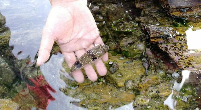 黑排角:和东西冲媲美的海岸线