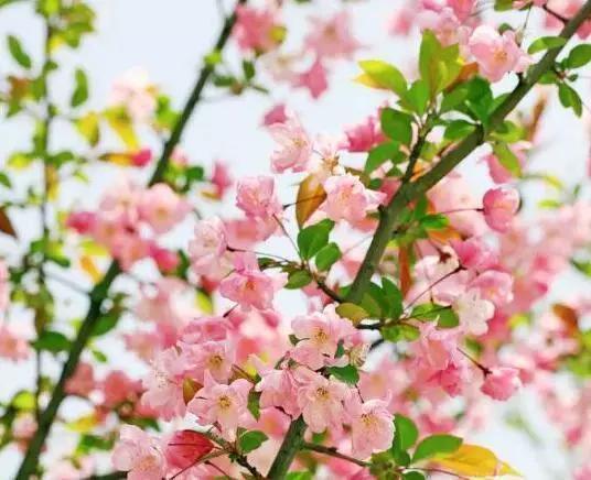 盘点江湖上那些杀人越货，居家旅行必备的经典“毒药”