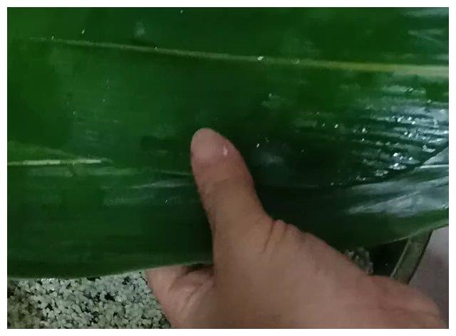 八宝肉粽的详细包法(附视频教学,简便易学)