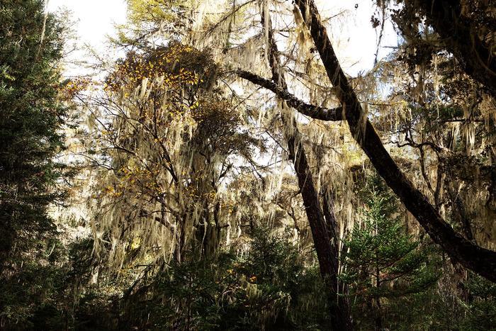 川西高原的一颗明珠，人间仙境九龙伍须海