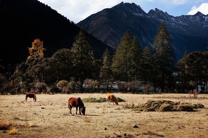 川西高原的一颗明珠，人间仙境九龙伍须海