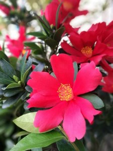 ​此茶花终年花开不断，花色艳丽，气味优雅！