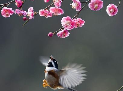 春回大地, 万物复苏, 这三大生肖也迎来了自己事业上的春天!