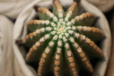 ​仙人球刚种上能浇水吗