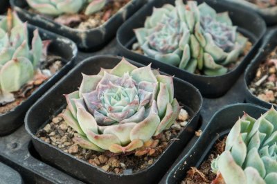 ​小红衣多肉怎么养，用什么盆养