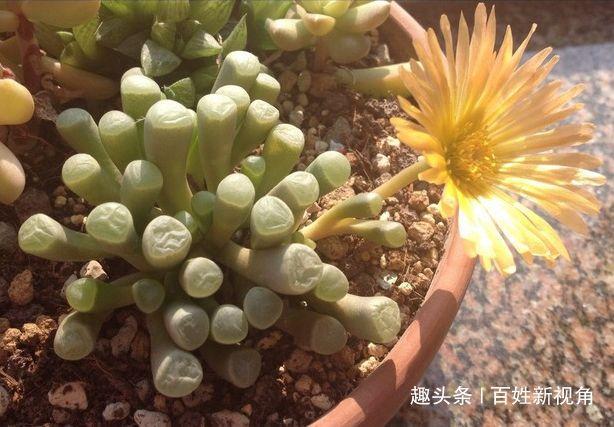 夏天必死的，6种多肉植物盆栽，你家有没有