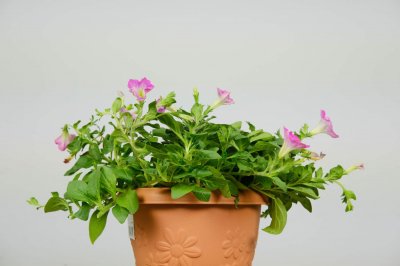 ​矮牵牛的花语