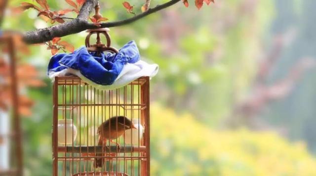 俗语:钓鱼穷三年,玩鸟毁一生,下句同样经典,让人受益终生!