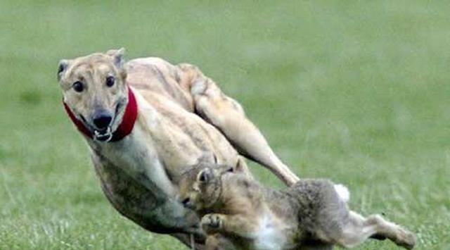 俗语:钓鱼穷三年,玩鸟毁一生,下句同样经典,让人受益终生!