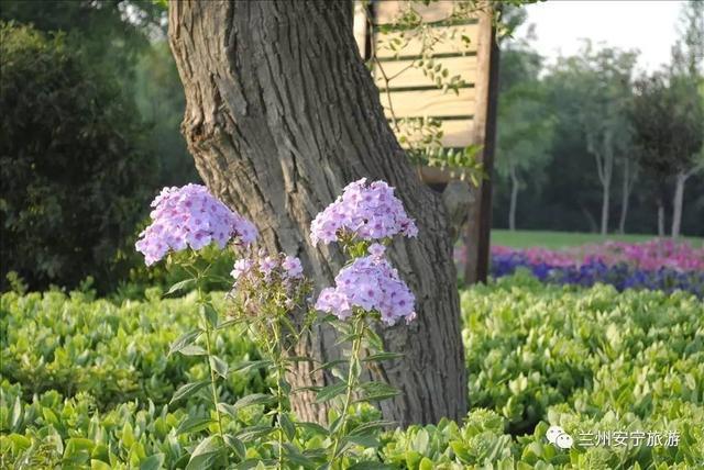 兰州植物园精心组织新优品种引进和栽植!