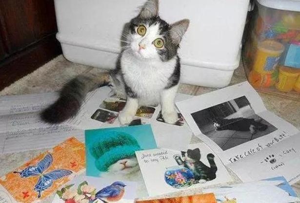 猫咪天生“没后腿”,走路只能靠爬行,女子看了忍不住带回家