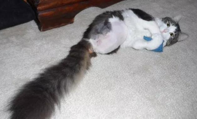 猫咪天生“没后腿”,走路只能靠爬行,女子看了忍不住带回家