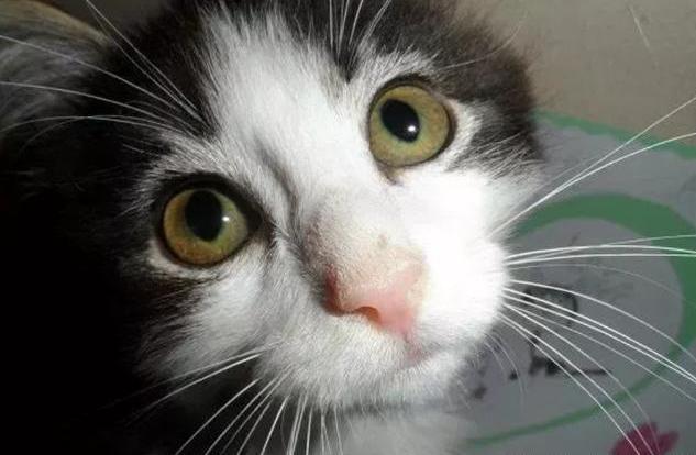 猫咪天生“没后腿”,走路只能靠爬行,女子看了忍不住带回家