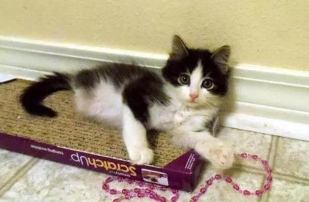 猫咪天生“没后腿”,走路只能靠爬行,女子看了忍不住带回家