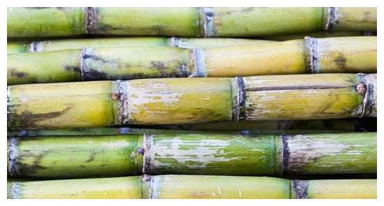 外形似竹子的植物,广东人喜欢拿它煲汤,北方的孩子表示没见过。