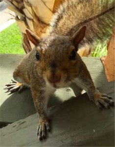​刚捉的野生松鼠怎么让它不跑（广东野生松鼠)