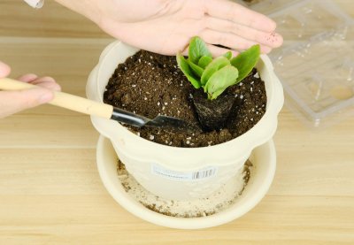 ​长寿花秋季需要掐尖吗