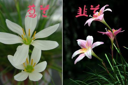 葱兰与韭兰的区别:看花朵 葱兰与韭兰的区别:看花朵