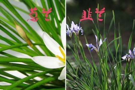 葱兰与韭兰的区别:看叶片 葱兰与韭兰的区别:看叶片