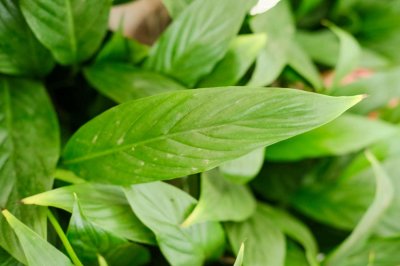 ​白鹤芋一年开几次花