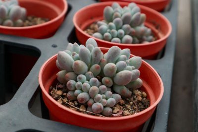 ​多肉光照不足怎么办，可以用台灯补光吗？