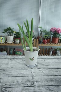 ​风信子的花语和寓意