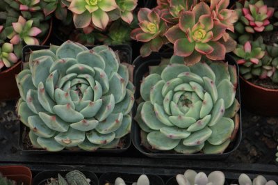 ​红爪的养殖方法