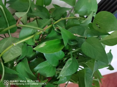 ​淘米水浇绿萝的正确方法，长期使用淘米水浇花好吗