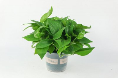 ​绿萝怎么浇水，浇哪里，浇根还是叶