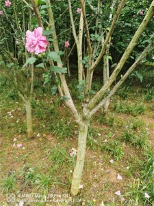 ​木槿怎么施肥