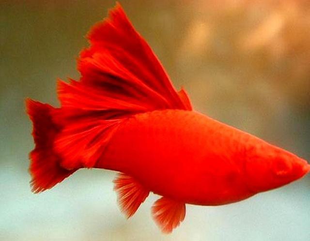 红剑鱼繁衍时不能忽视的注意事项，你都了解了吗