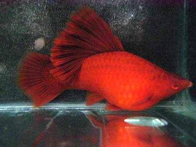 红剑鱼繁衍时不能忽视的注意事项，你都了解了吗