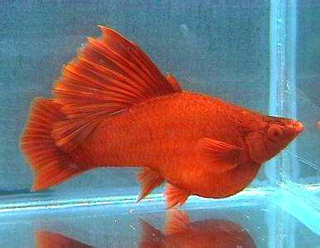 红剑鱼繁衍时不能忽视的注意事项，你都了解了吗