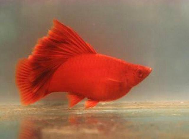 红剑鱼繁衍时不能忽视的注意事项，你都了解了吗