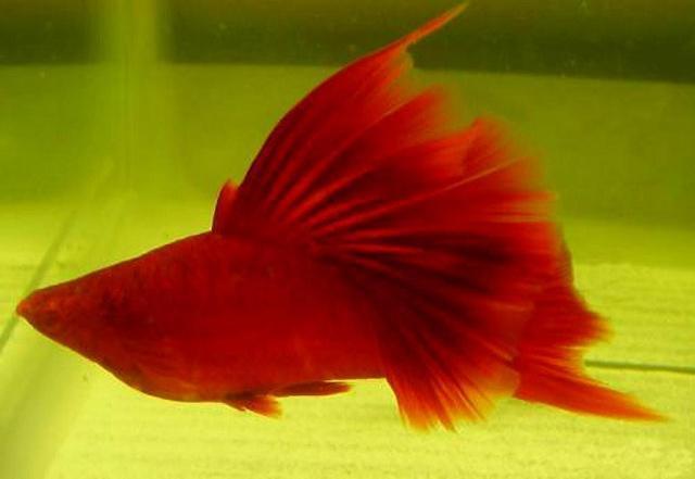 红剑鱼繁衍时不能忽视的注意事项，你都了解了吗