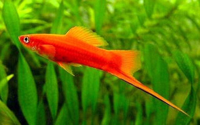 红剑鱼繁衍时不能忽视的注意事项，你都了解了吗