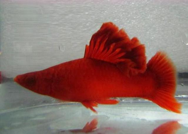 红剑鱼繁衍时不能忽视的注意事项，你都了解了吗