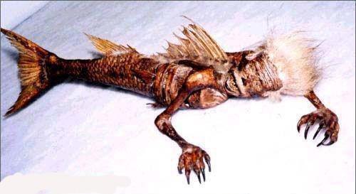 美人鱼到底有多美? 当看到真正的“美人鱼”, 人们怀疑人生了!