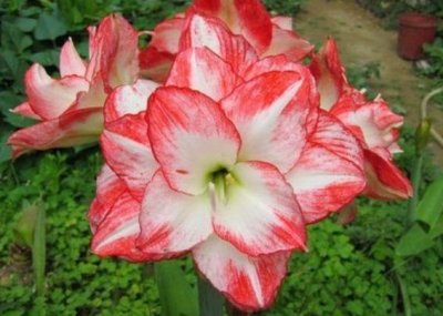 ​元宵节不能再错过的4种吉祥花，新年大吉大利