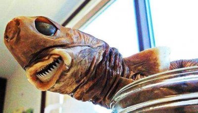 ​这种鲨鱼身长仅50厘米，却被称为“海中平头哥”