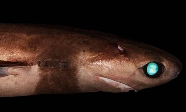 这种鲨鱼身长仅50厘米，却被称为“海中平头哥”