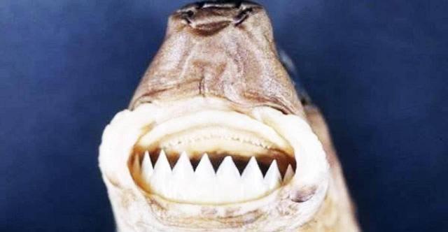 这种鲨鱼身长仅50厘米，却被称为“海中平头哥”