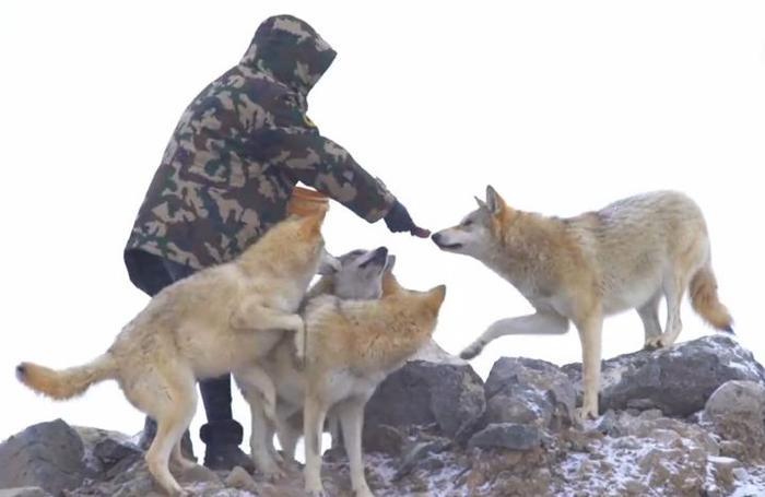24岁女孩辞去工作,跑到狼园养狼,曾经被狼咬伤仍不放弃