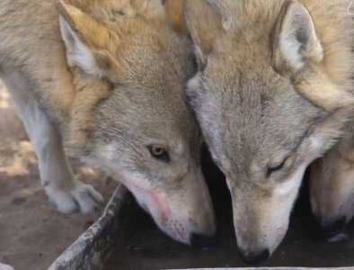 ​24岁女孩辞去工作，跑到狼园养狼，曾经被狼咬伤仍不放弃