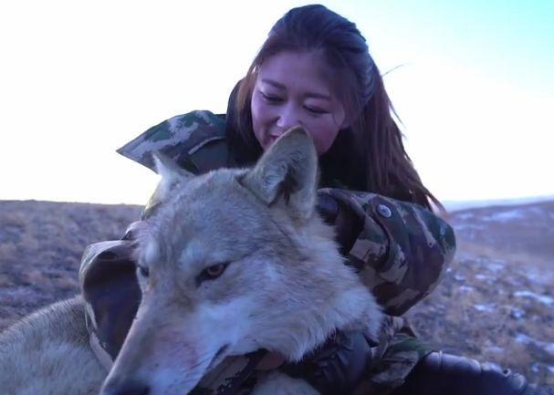 24岁女孩辞去工作,跑到狼园养狼,曾经被狼咬伤仍不放弃