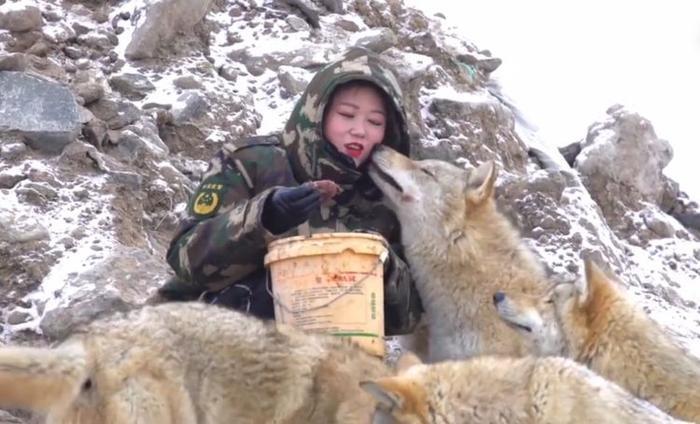 24岁女孩辞去工作,跑到狼园养狼,曾经被狼咬伤仍不放弃
