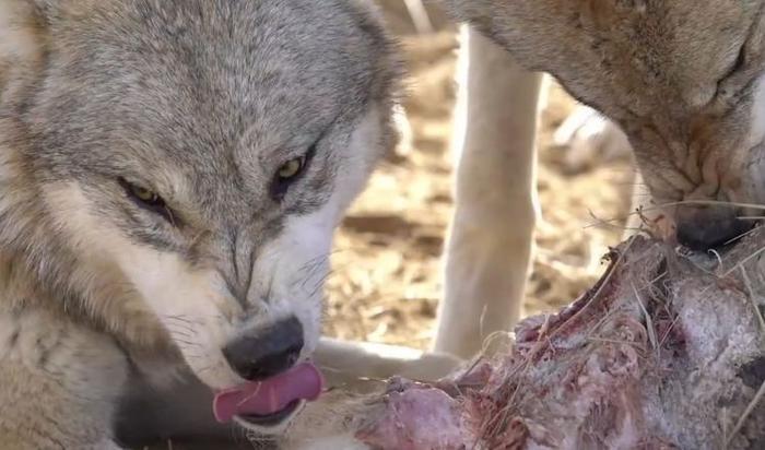 24岁女孩辞去工作,跑到狼园养狼,曾经被狼咬伤仍不放弃