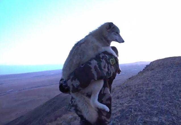 24岁女孩辞去工作,跑到狼园养狼,曾经被狼咬伤仍不放弃